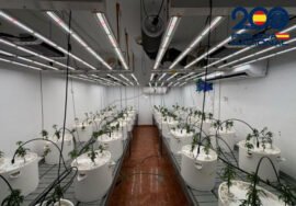 Laboratorio de marihuana desmantelado