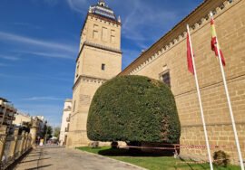 El laurel situado en la lonja del Hospital de Santiago.