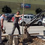Nuevas plantaciones de arbolado en Úbeda.