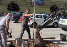 Nuevas plantaciones de arbolado en Úbeda.