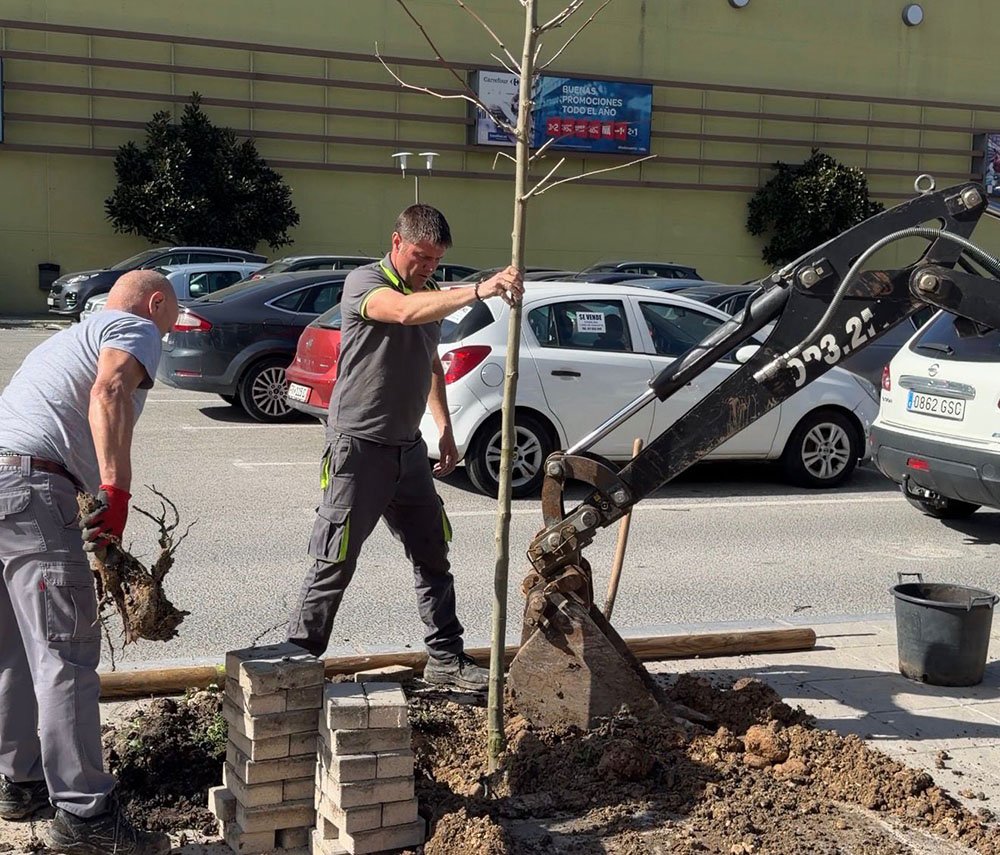 Nuevas plantaciones de arbolado en Úbeda.