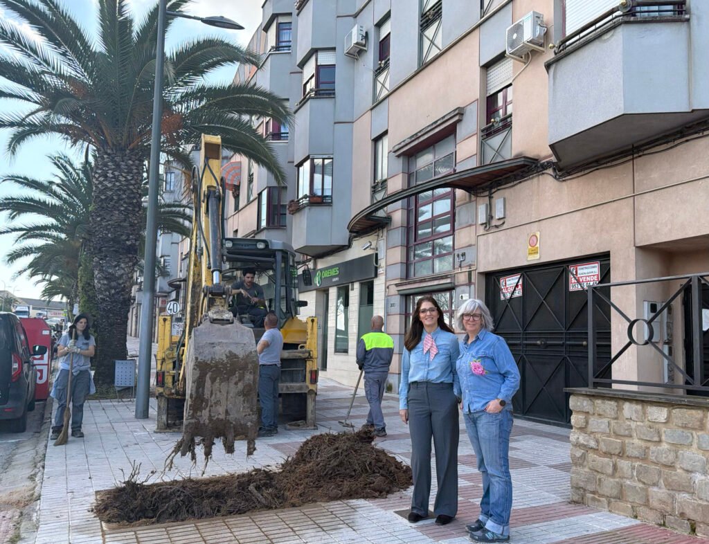 Plantación de palmeras en la Avenida de La Loma en Úbeda.