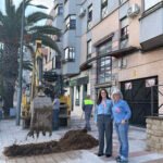 Plantación de palmeras en la Avenida de La Loma en Úbeda.