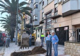 Plantación de palmeras en la Avenida de La Loma en Úbeda.